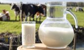 молоко в Болгарии, болгарское молоко, молочные продукты в Болгарии, болгарские молочные продукты